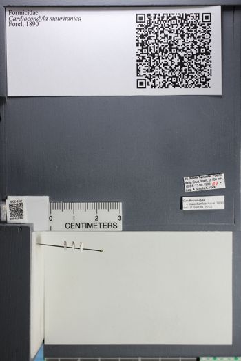 Media type: image;   Entomology 546886